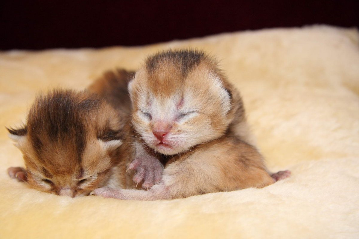 Маленький милый котенок