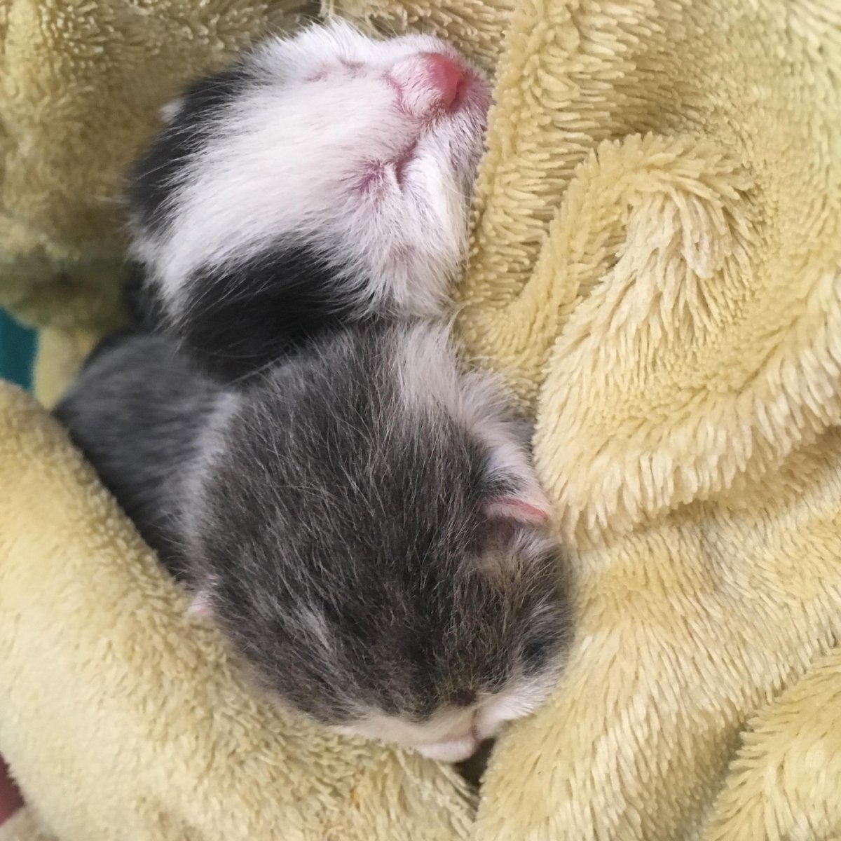 Новорожденные котята