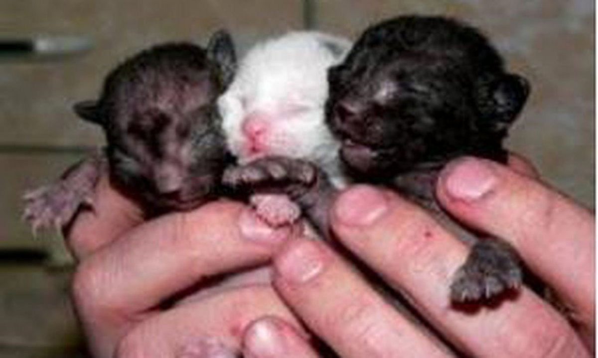 Новорожденный котенок