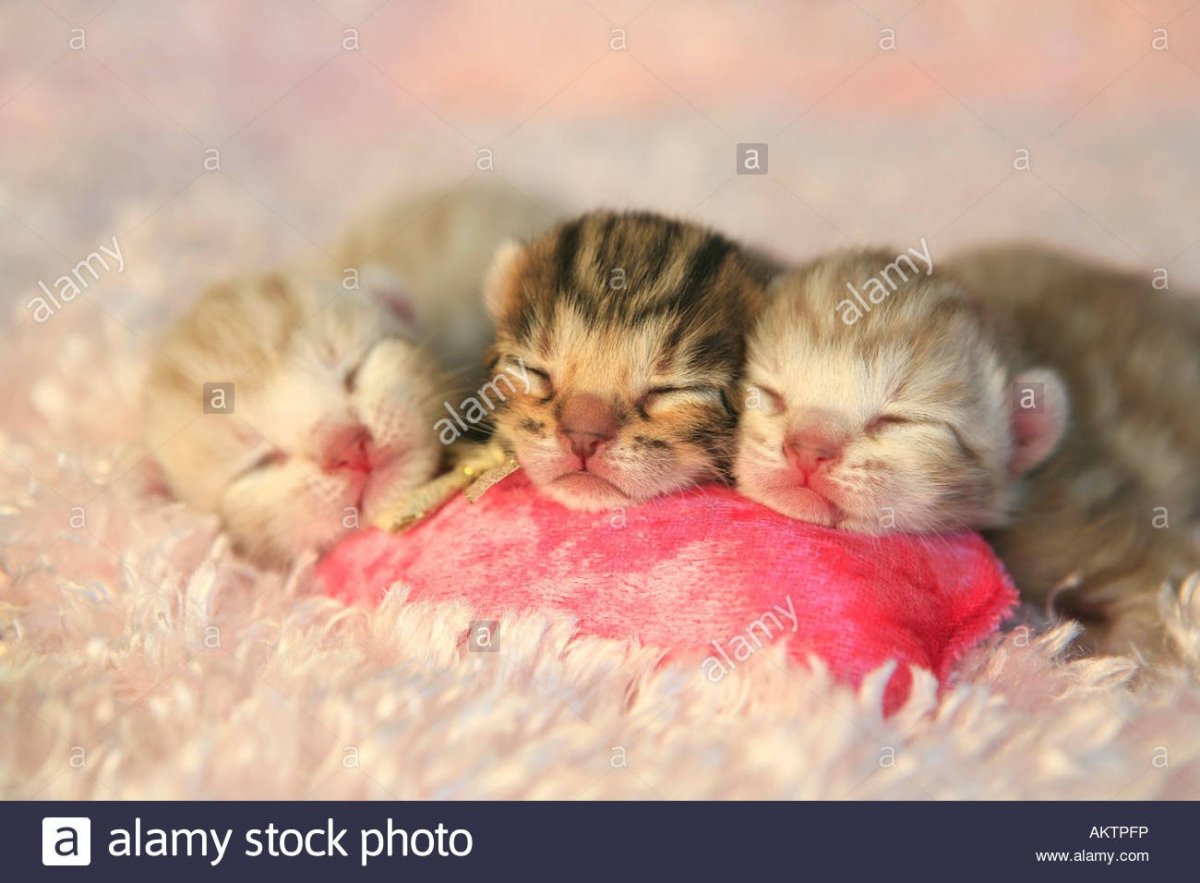 Слепые котята