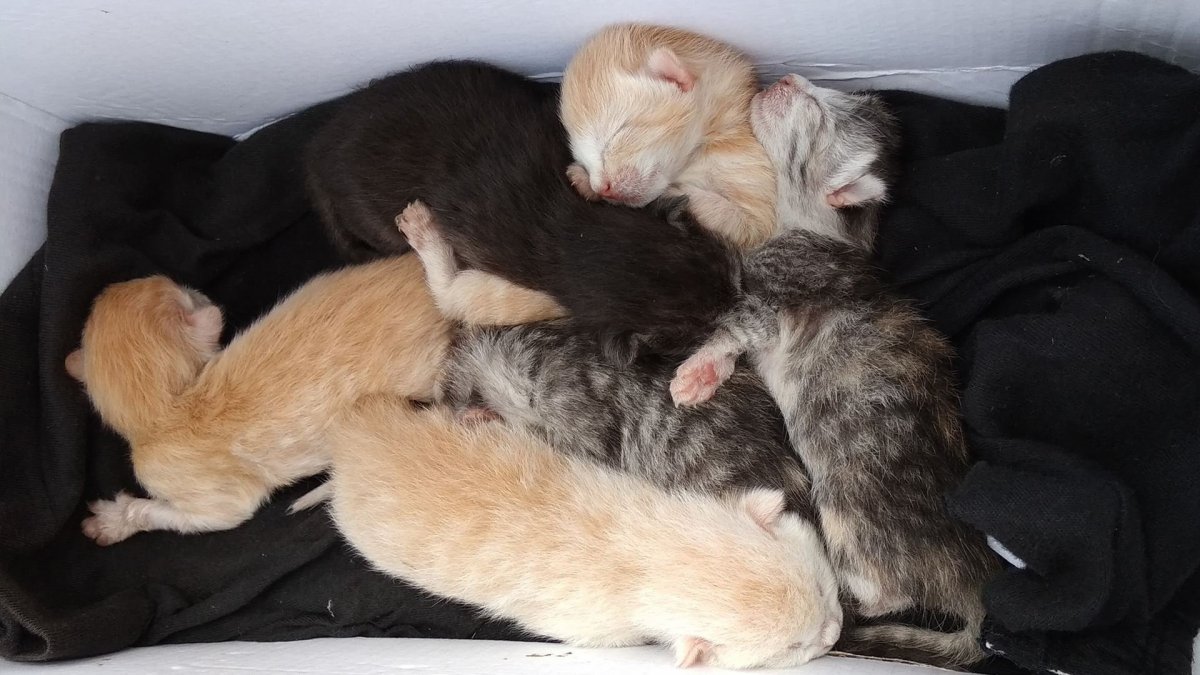 Новорожденные котята