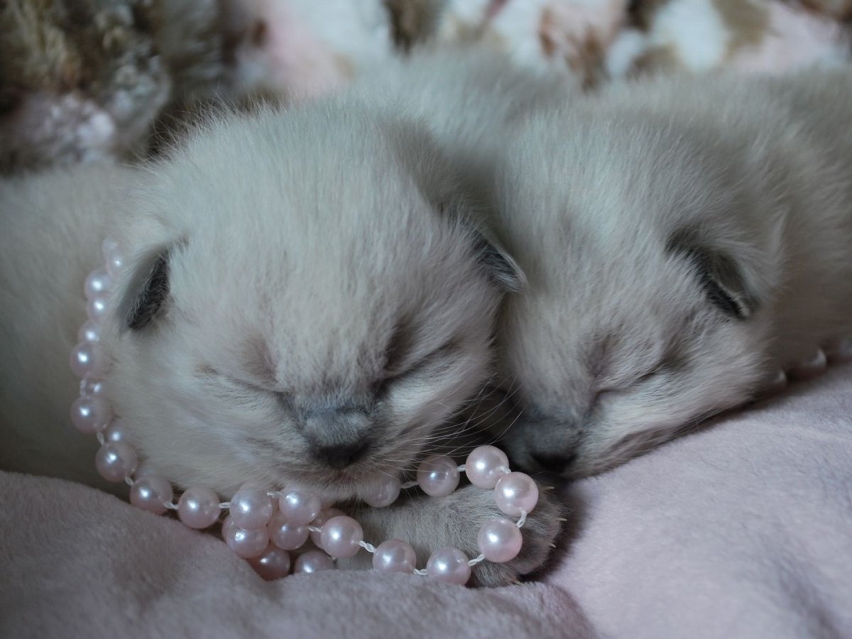 Новорожденные котята циннамон