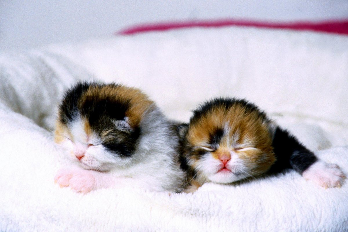 Новорожденный котенок