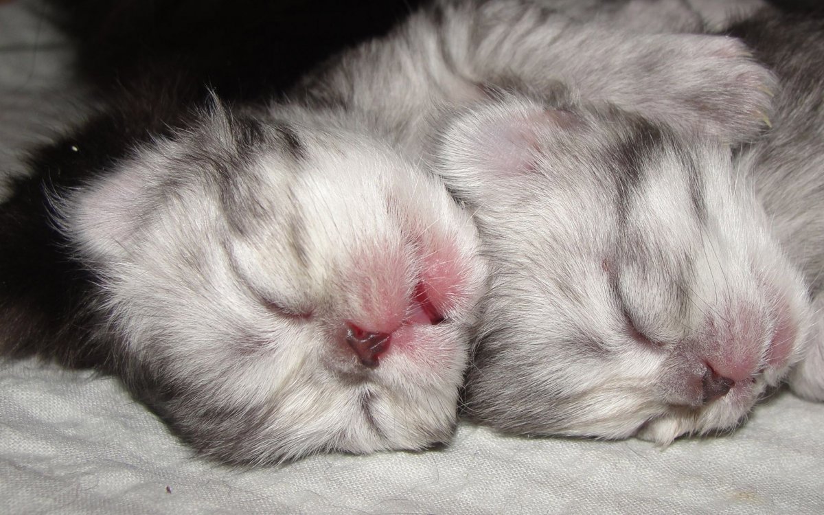 Самые красивые Новорожденные котята