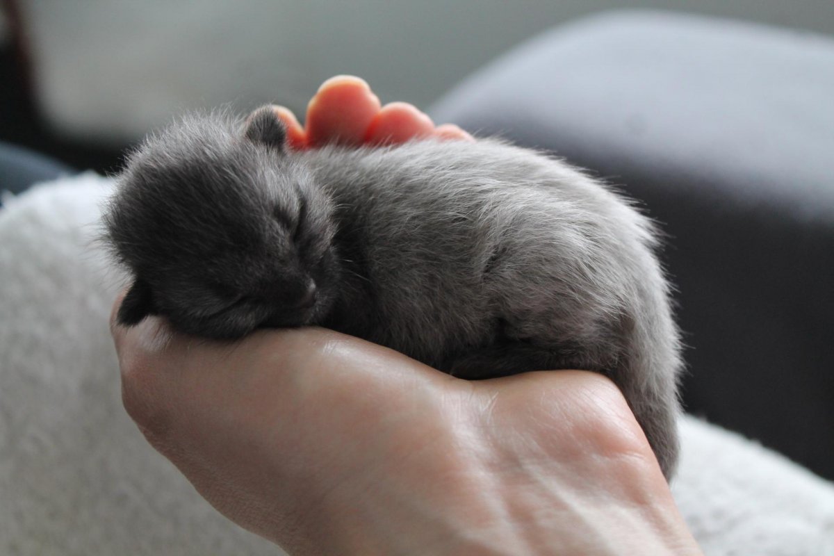 Новорождённые персидские котята Слепые