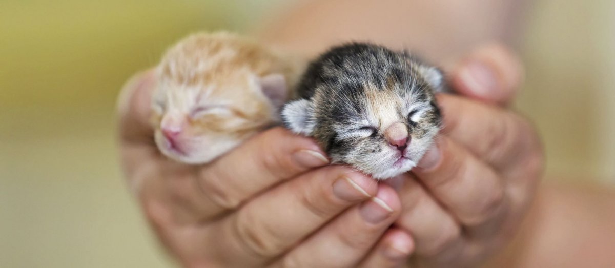 Здоровый новорожденный котенок