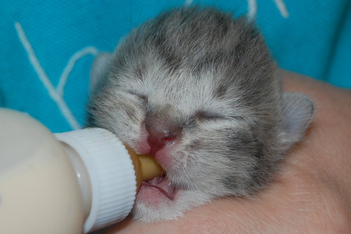 Котята савсеммаленькие