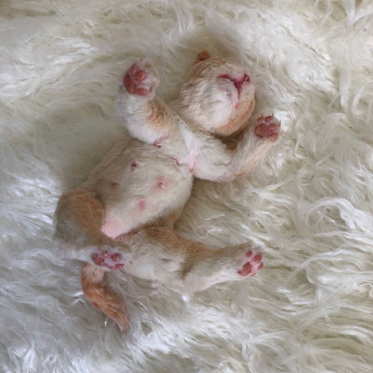 Кошки маленькие