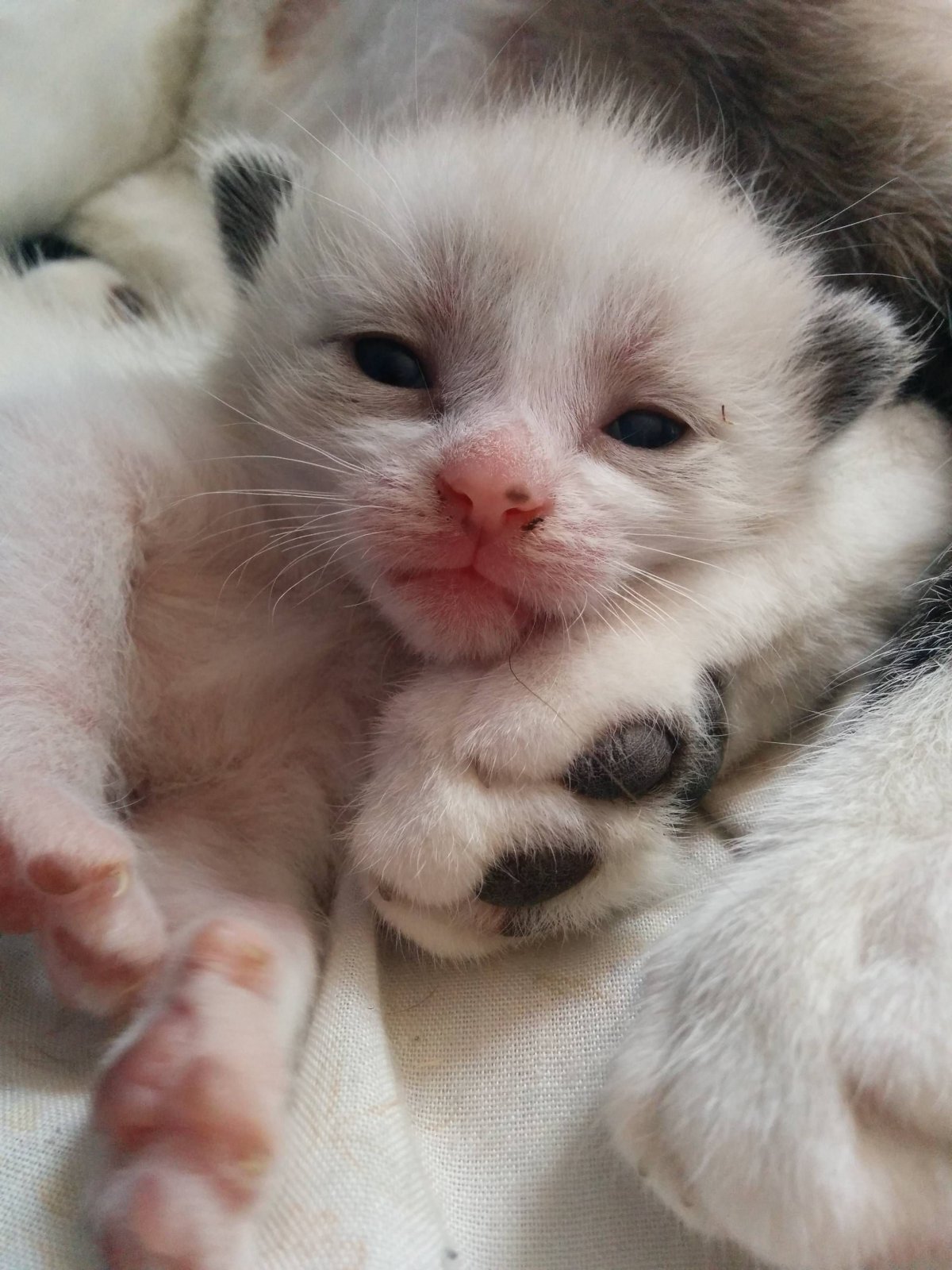 Умиление котенок новорожденный