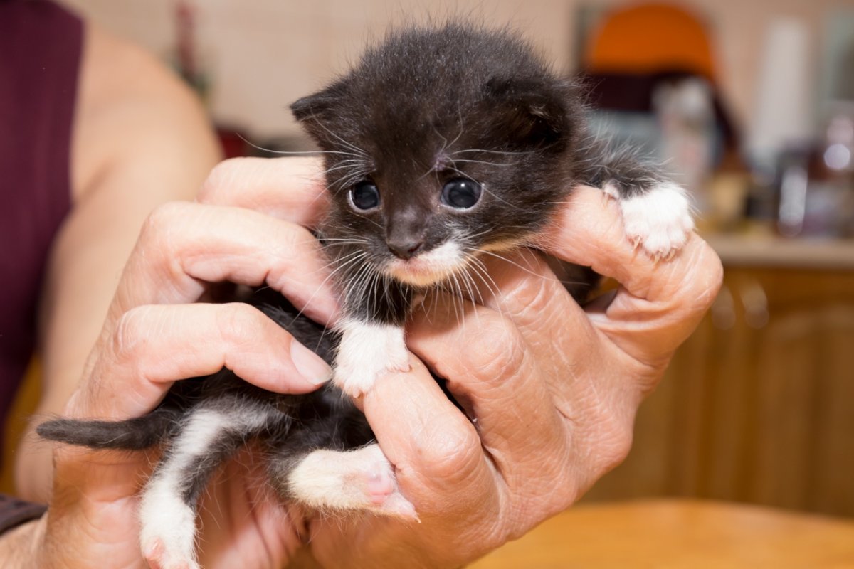 Новорожденный котенок