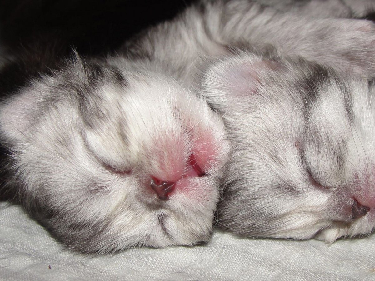 Игрушечные котята Новорожденные