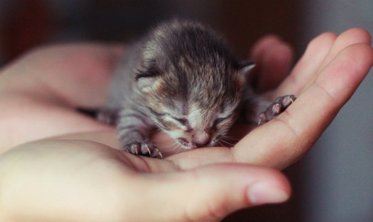 Новорожденные котята рыжие