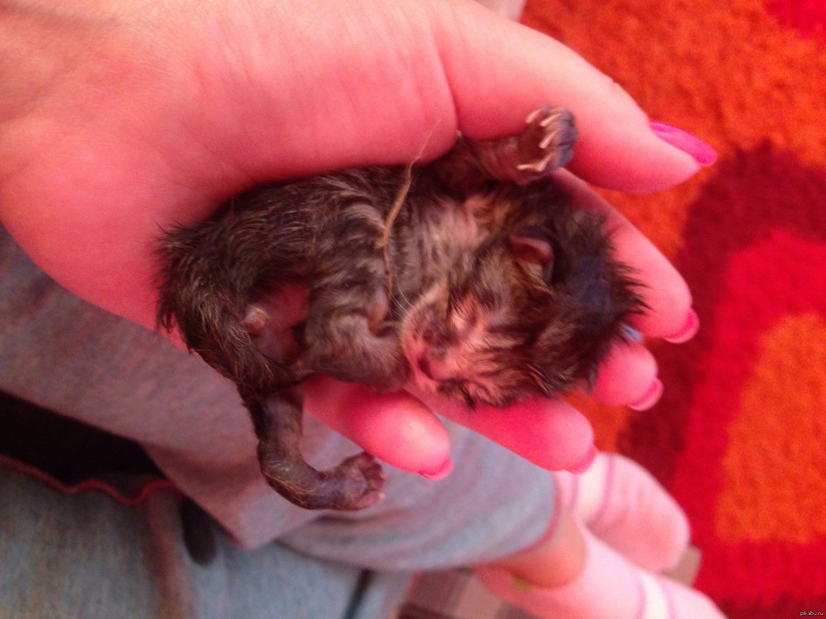 Возродившийся котенок