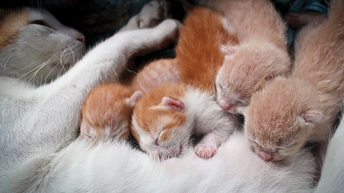 Новорожденные котята арт