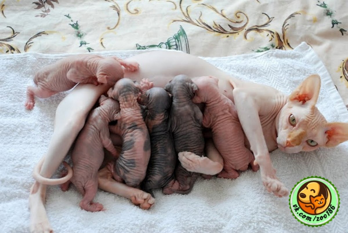 Новорожденные котята