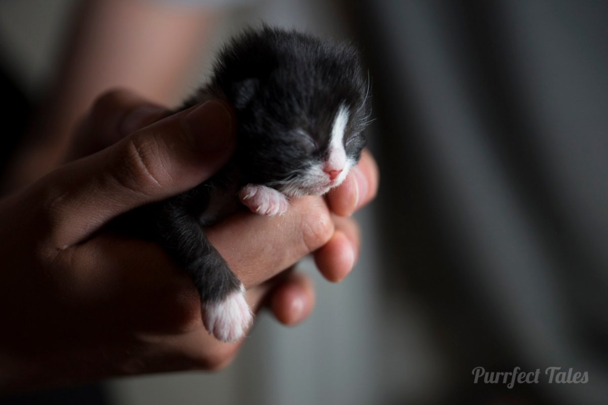 Новорожденные британцы