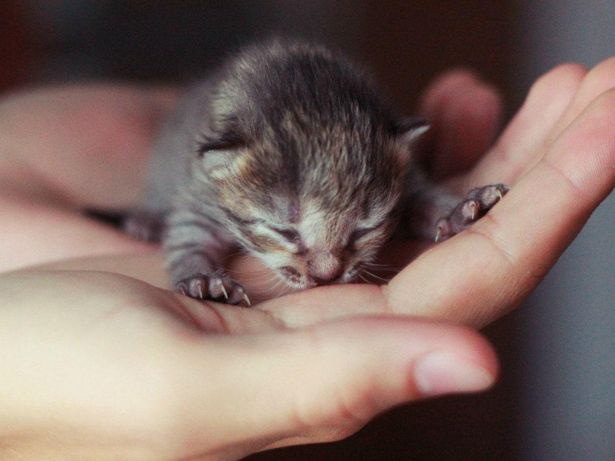 Слепые котята