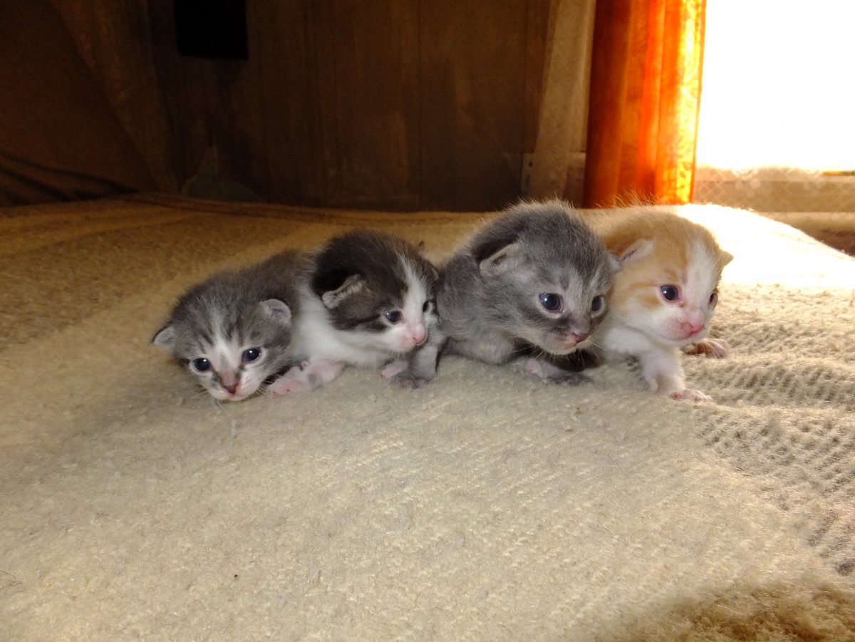 Новорождённые котята с мамой