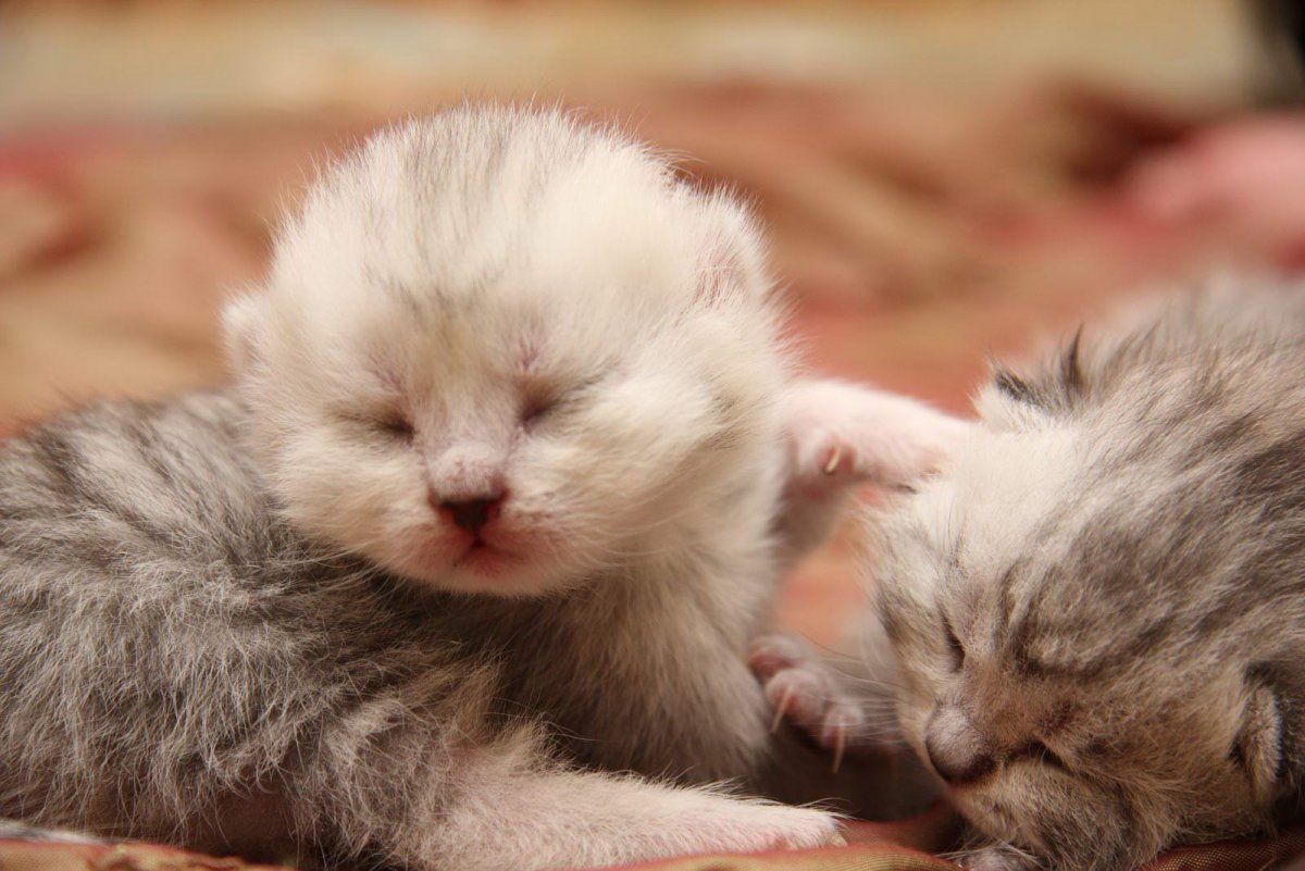 Британские котята вислоухие Новорожденные