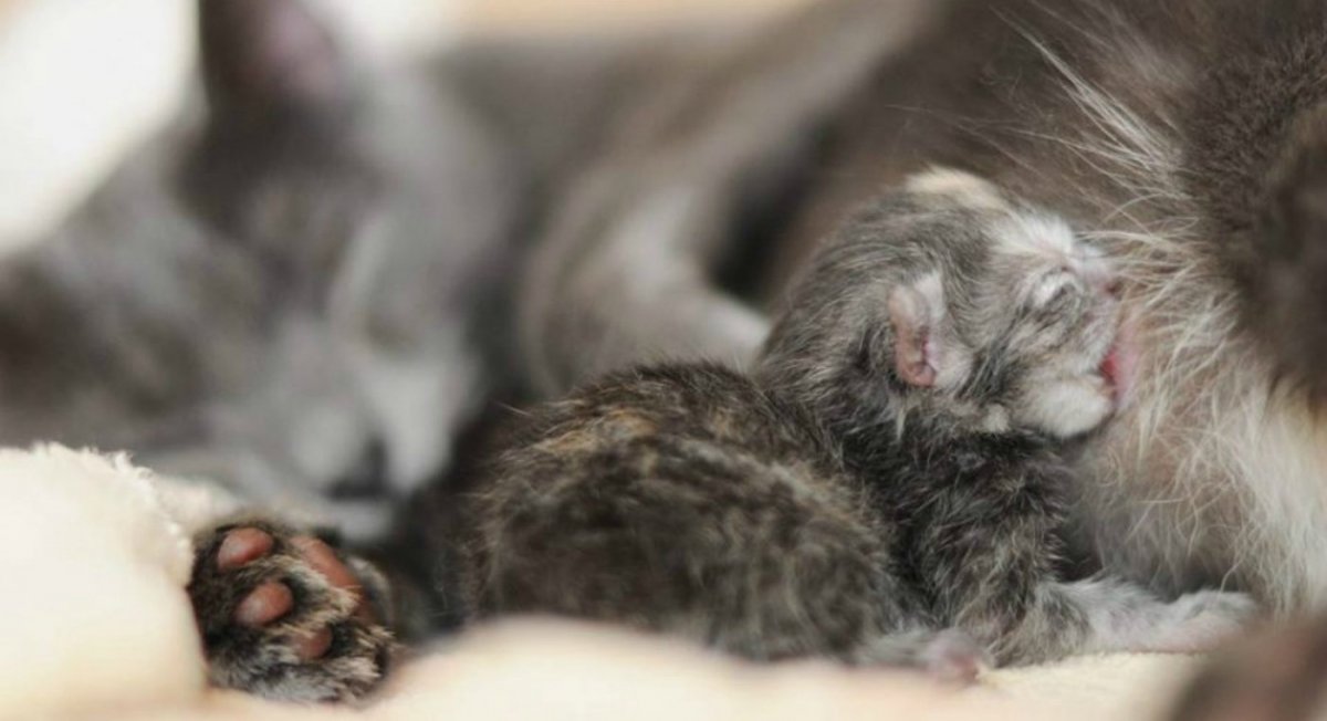 Котятки и щенятки