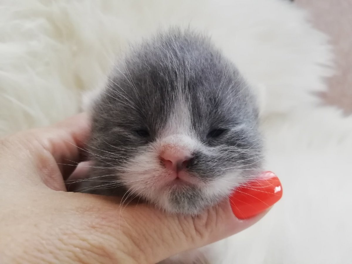 Новорождённые котята