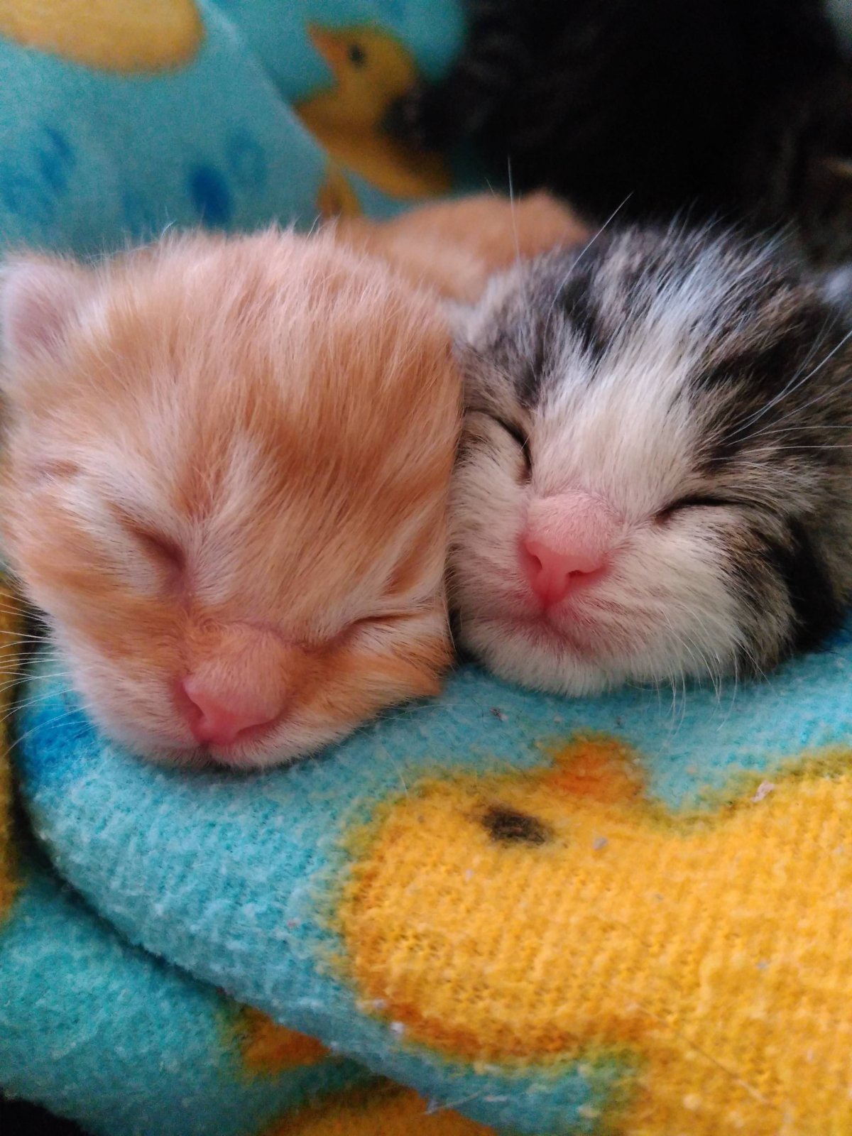 Маленькие новорождённые котята