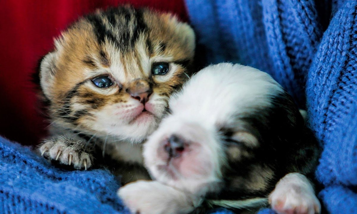 Маленький сладкий котик