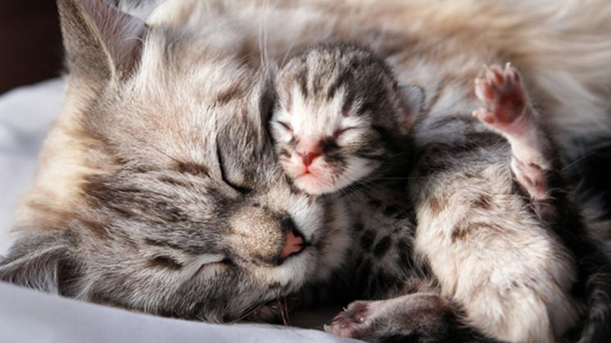 Рыжие котята Слепые