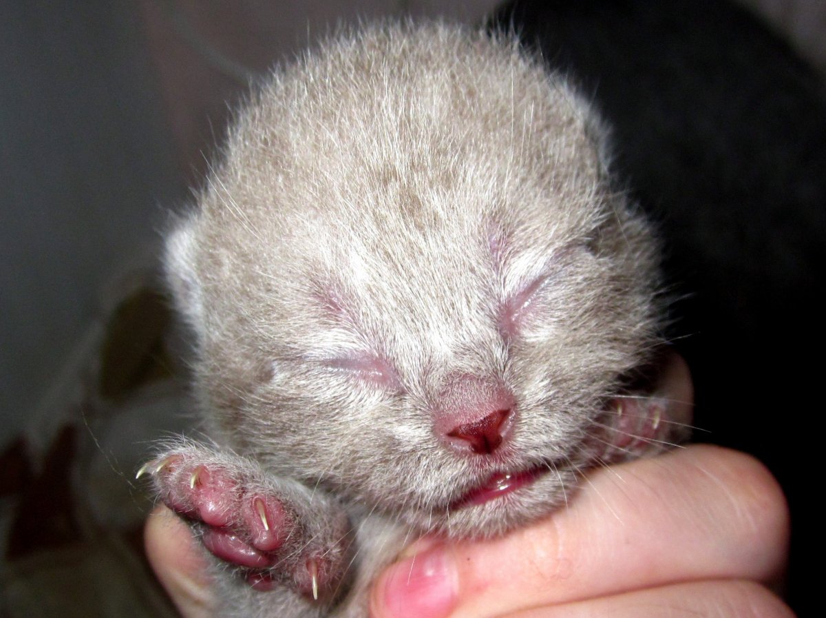 33 Котенка фото