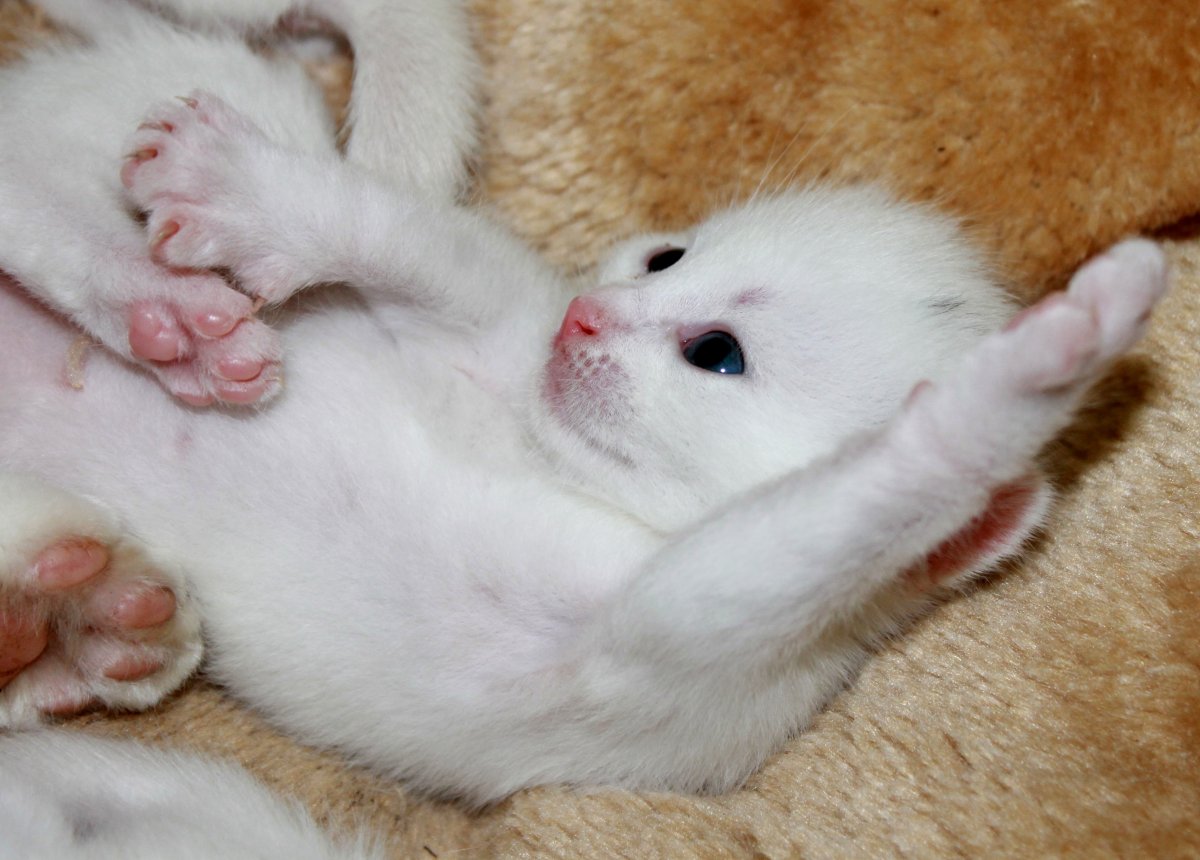 Новорожденные котята