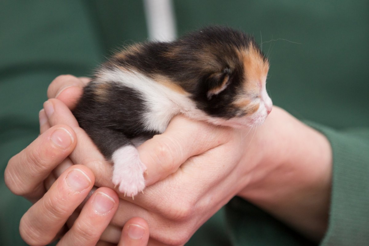 Для малышей (котенок)