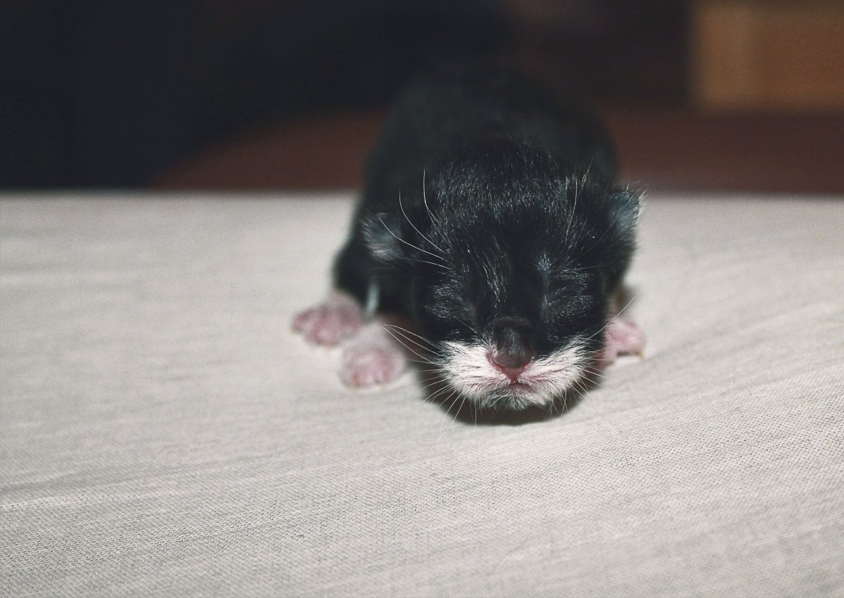 Недельные котята