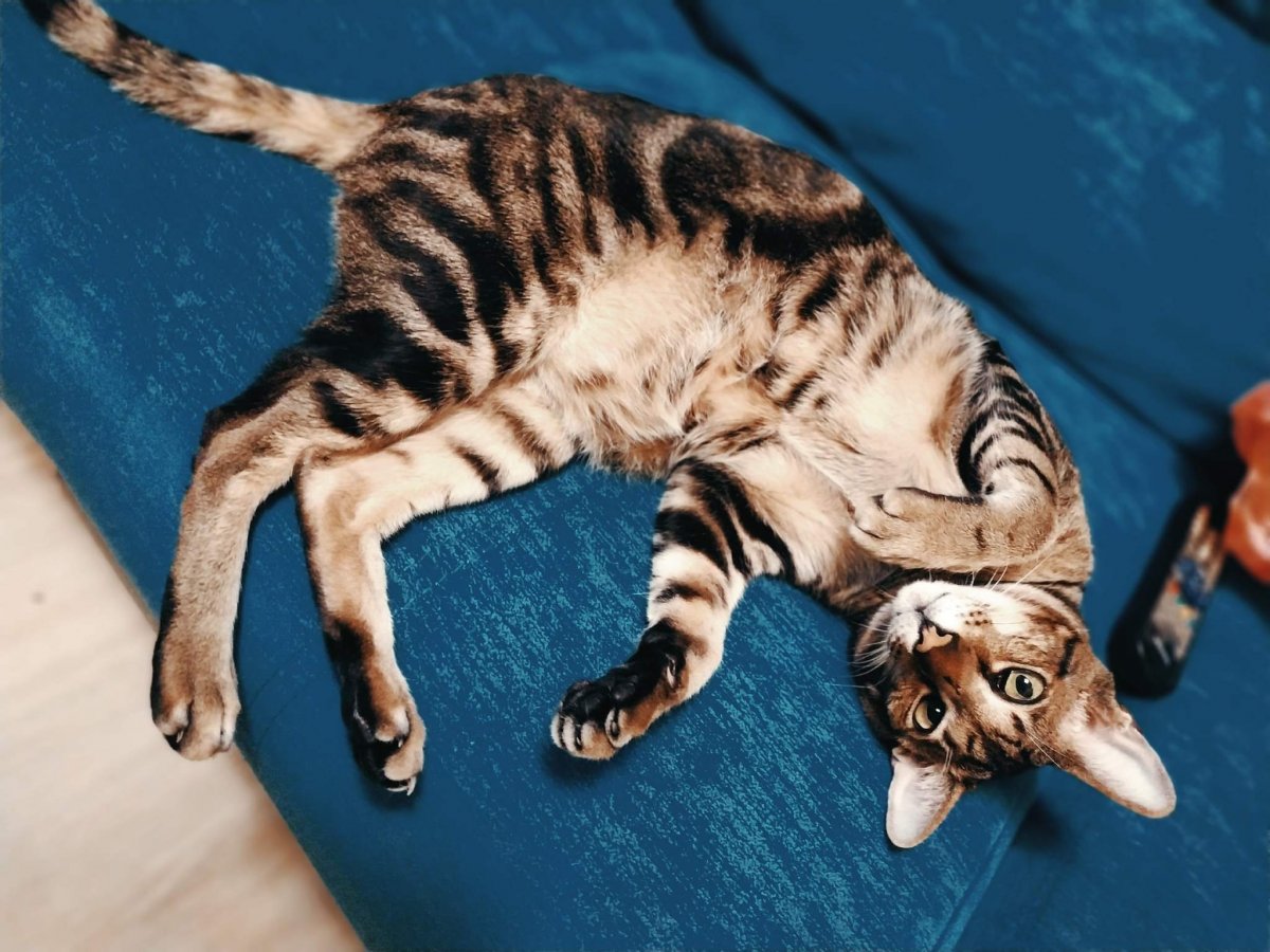 Кот задрал Амура