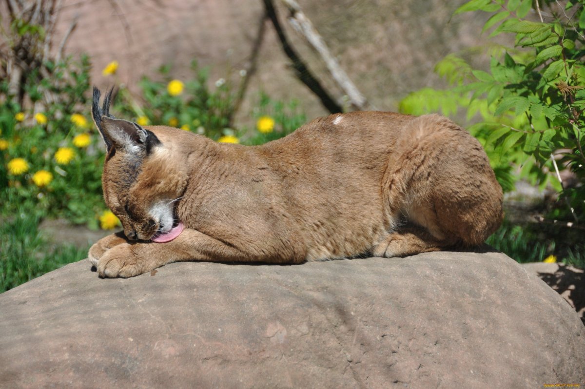 Дикая кошка каракал