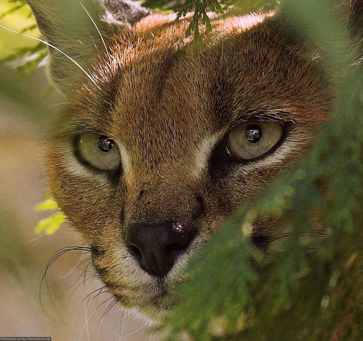 Каракал Гоша