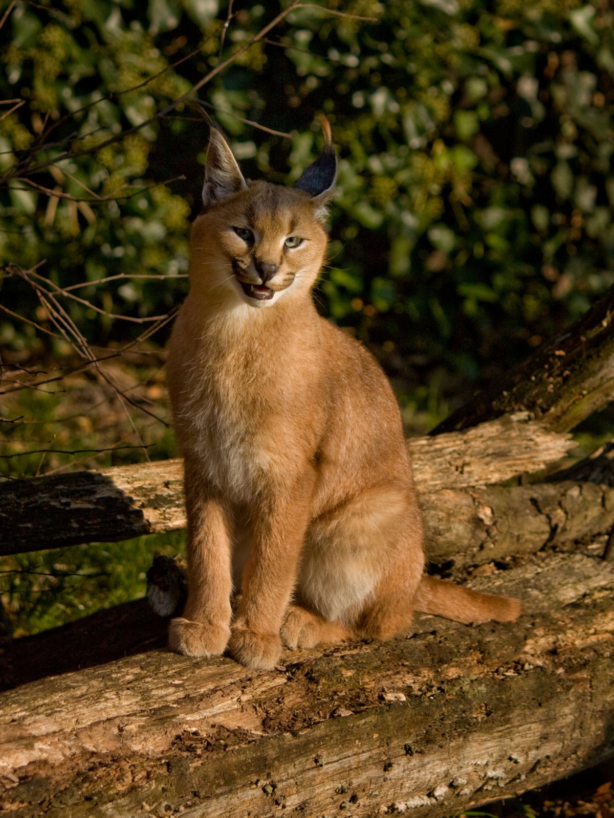 Флоппа Шлеппа