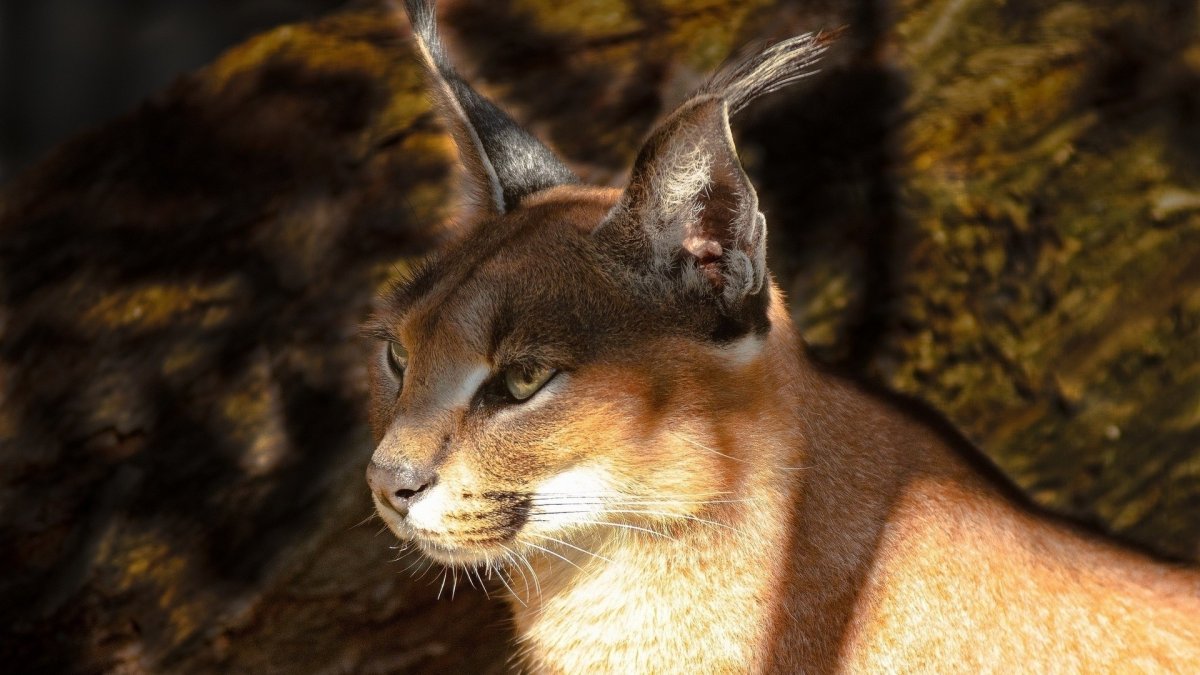 Каракал меланист