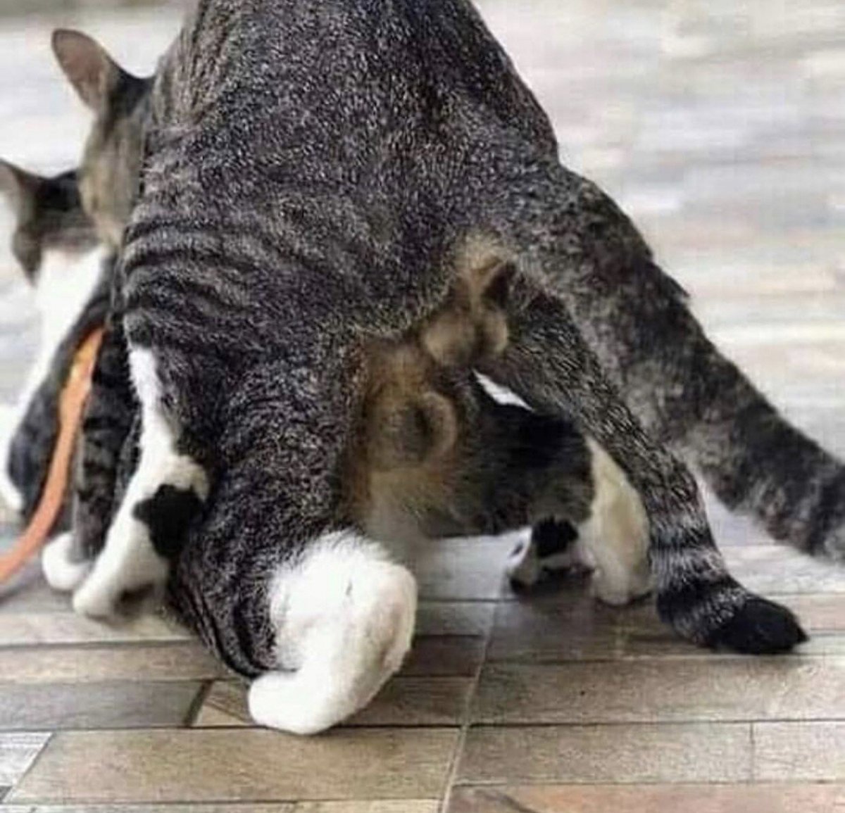 Каракал котенок