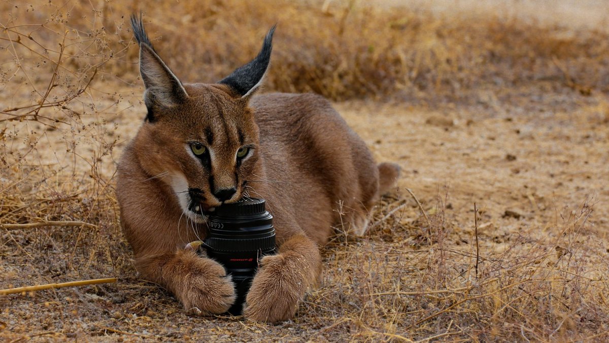 Шлёпа каракал