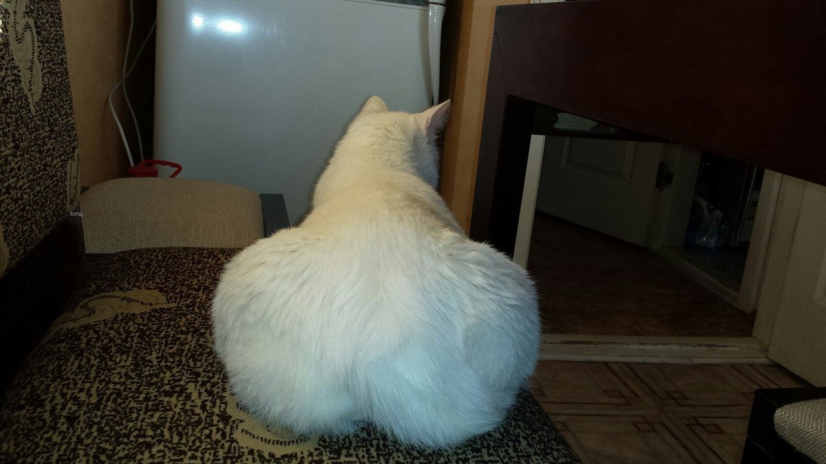 Камышовый кот каракал