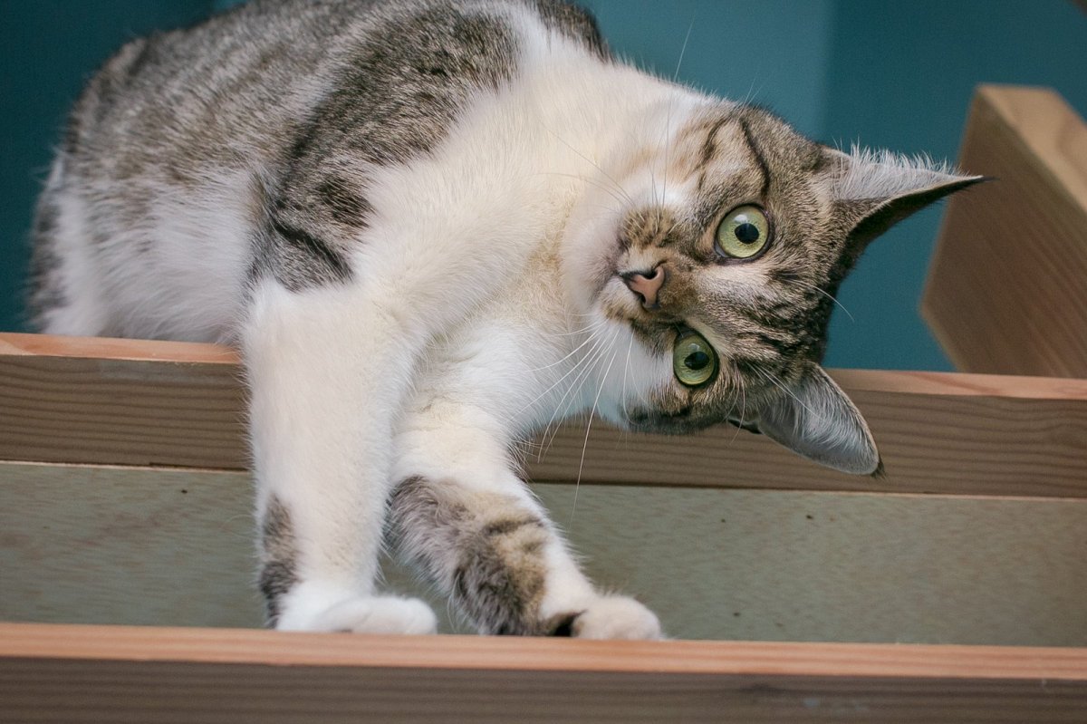 Серый тигровый кот