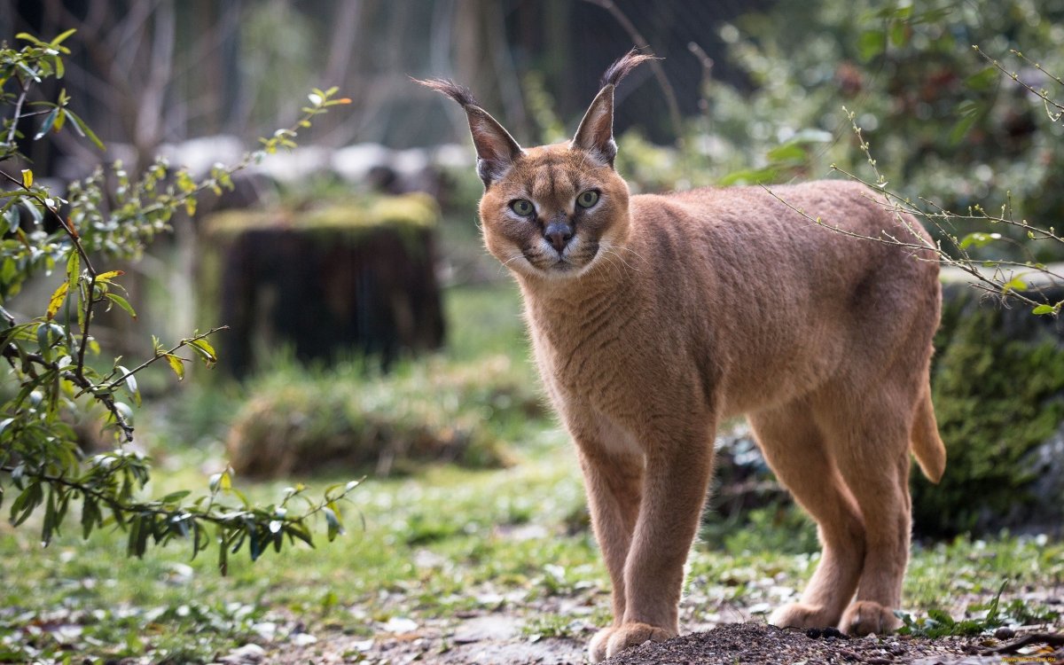 Самый большой кот на планете