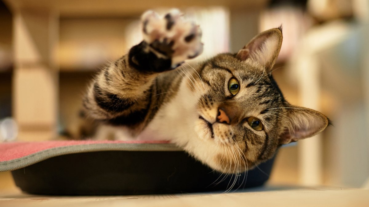 Шлёпа каракал