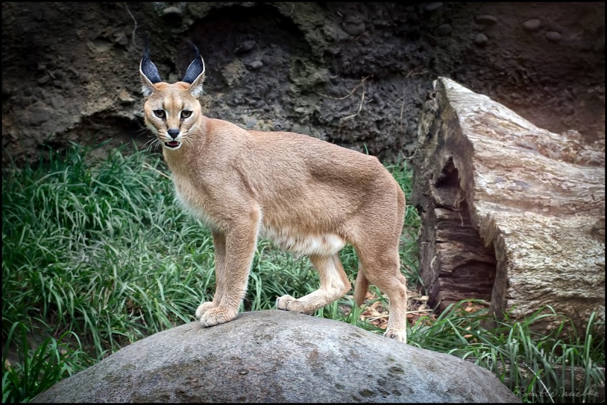 Бенгальская кошка в профиль