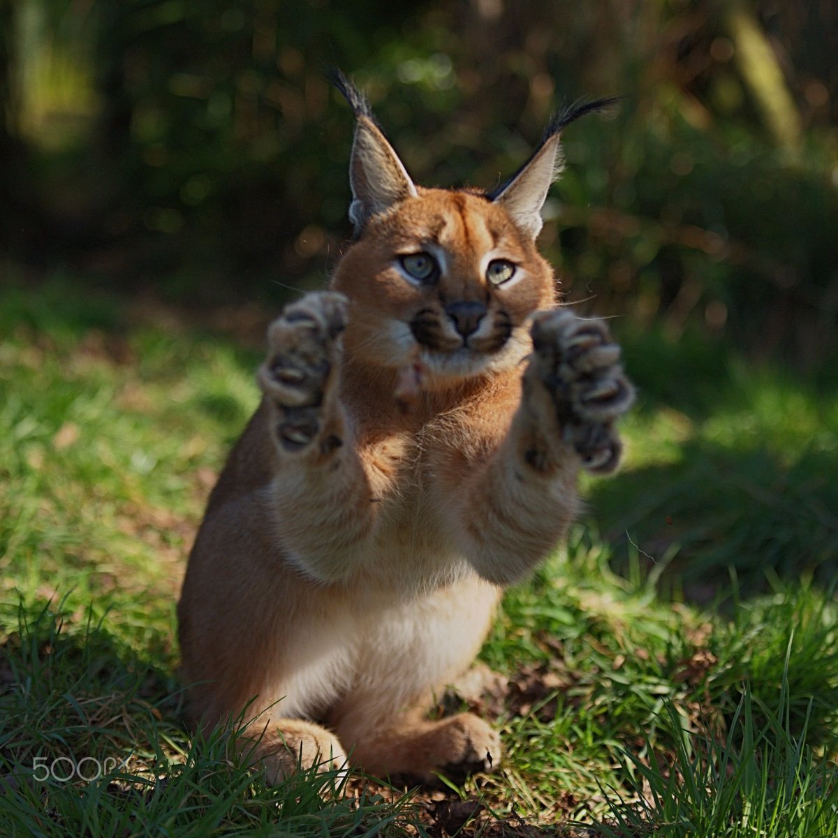 Каракал альбинос