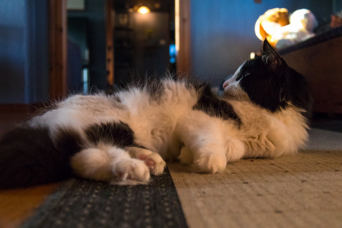 Дикий кот каракал