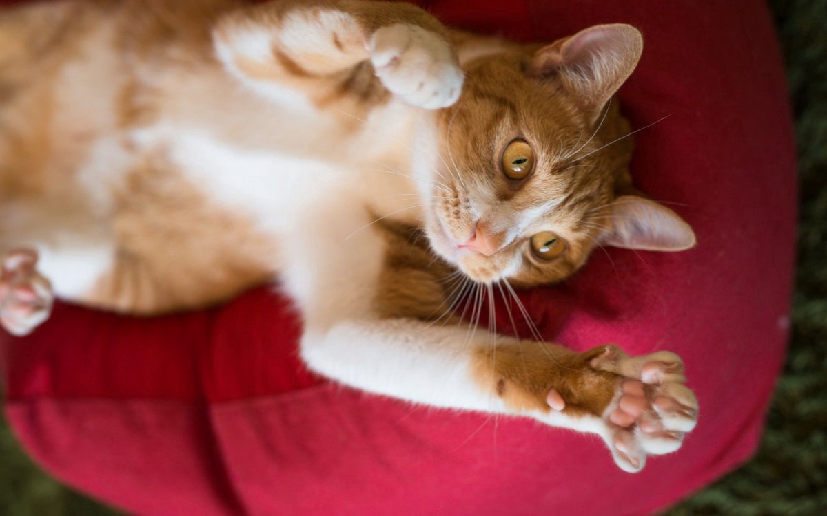 Котята играются