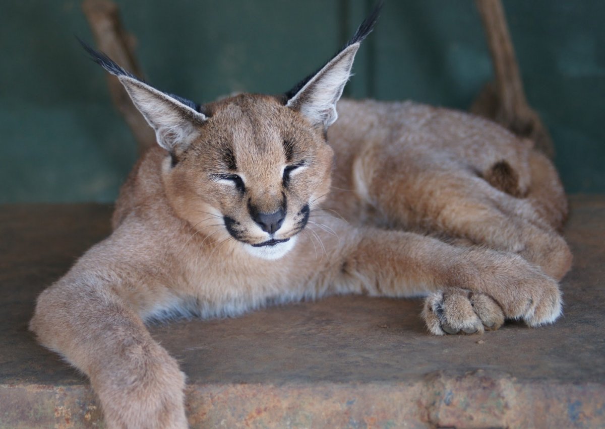 Смешные коты Шлепа