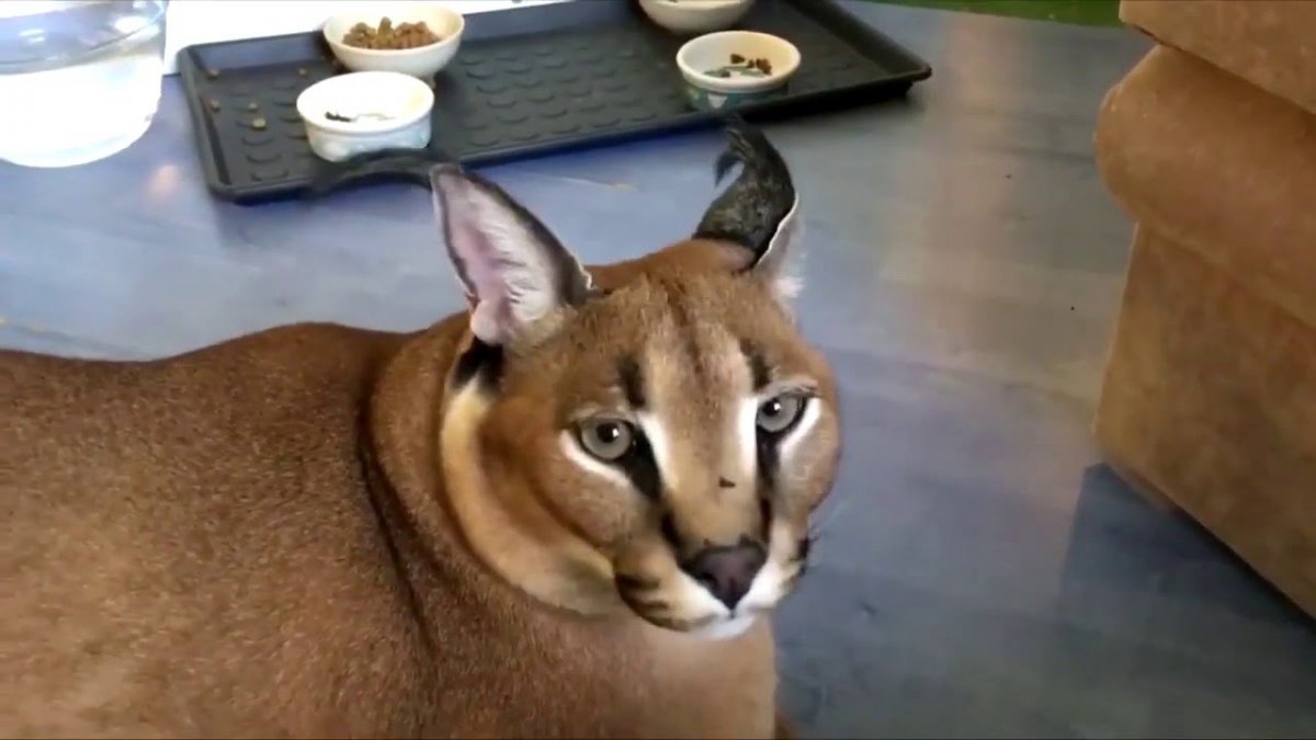 Каракал и каракет