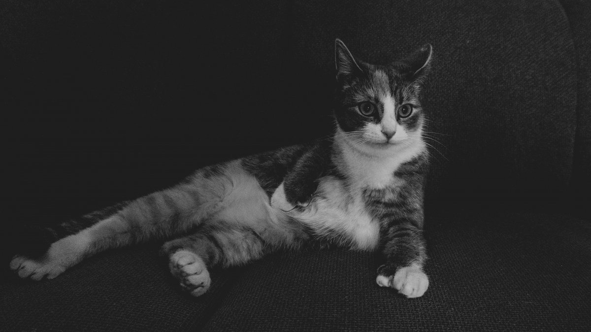 Каракал Гоша Шлепа